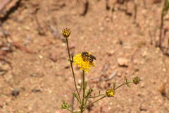 Halictus farinosus