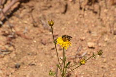 Halictus farinosus