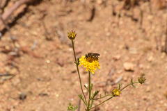 Halictus farinosus