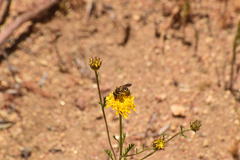 Halictus farinosus