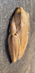 Boana platanera