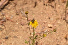Halictus farinosus