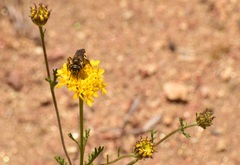 Halictus farinosus
