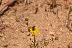 Halictus farinosus