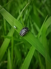 Oxythyrea noemi