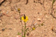 Halictus farinosus