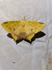 Nepheloleuca illiturata