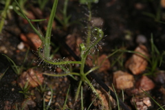 Drosera serpens