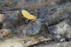 Bilobella aurantiaca