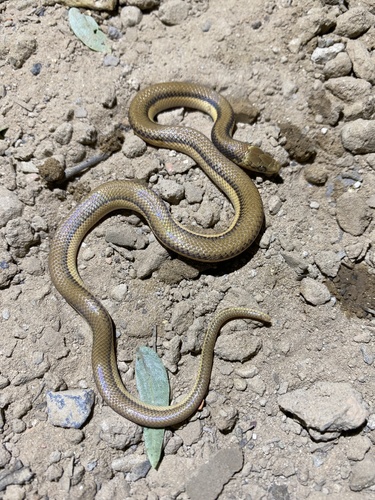 Photo of a Banded Pampas Snake (Phimophis vittatus)