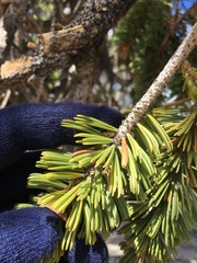 Pinus balfouriana austrina