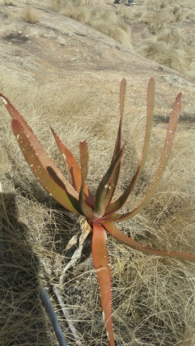 Aloe capitata var. angavoana