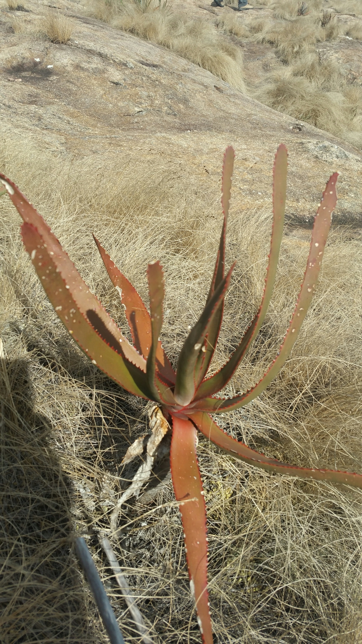 Aloe capitata var. angavoana