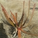 Aloe capitata angavoana - Photo (c) Ramaro, algunos derechos reservados (CC BY-NC), subido por Ramaro