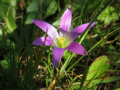 Romulea ramiflora
