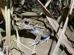 Leptodactylus bufonius