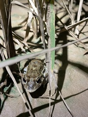 Leptodactylus bufonius