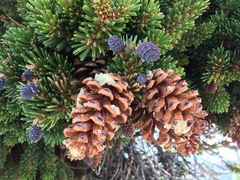 Pinus balfouriana austrina