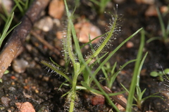 Drosera serpens