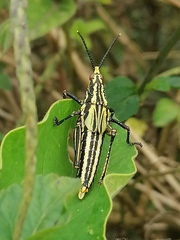 Dictyophorus griseus