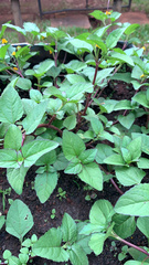 Acmella oleracea