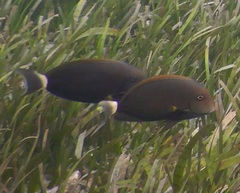 Acanthurus grammoptilus