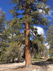 Pinus balfouriana austrina