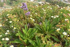 Limonium macrophyllum