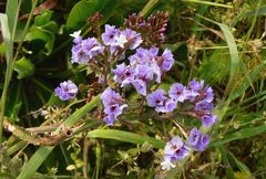 Limonium macrophyllum