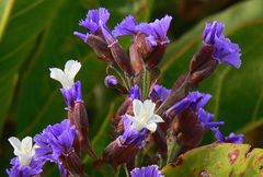 Limonium macrophyllum