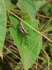Dictyophorus griseus