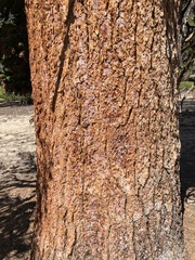 Pinus balfouriana austrina