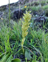 Habenaria lithophila