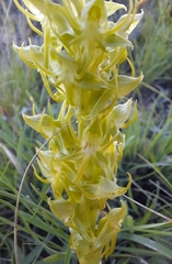 Habenaria lithophila