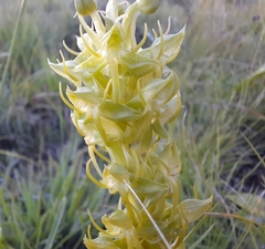 Habenaria lithophila