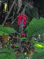 Pachystachys coccinea