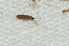 Isotomurus maculatus