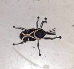 Eugnoristus monachus