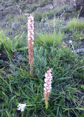 Satyrium neglectum neglectum