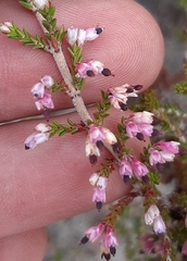 Erica nudiflora