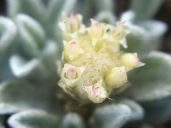 Antennaria dimorpha