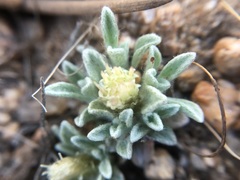 Antennaria dimorpha