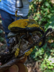 Rhinastus latisternus