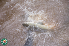 Arapaima gigas