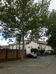 Platanus × hispanica