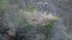 Heliocarpus donnellsmithii