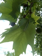 Platanus × hispanica