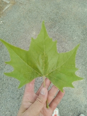 Platanus × hispanica
