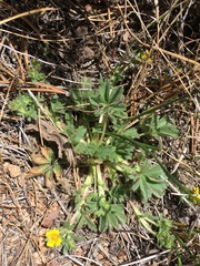 Potentilla wheeleri