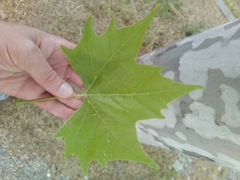 Platanus × hispanica